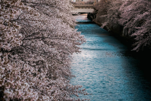 istock Cherry Blossom in Tokyo/Meguro river 1217961283