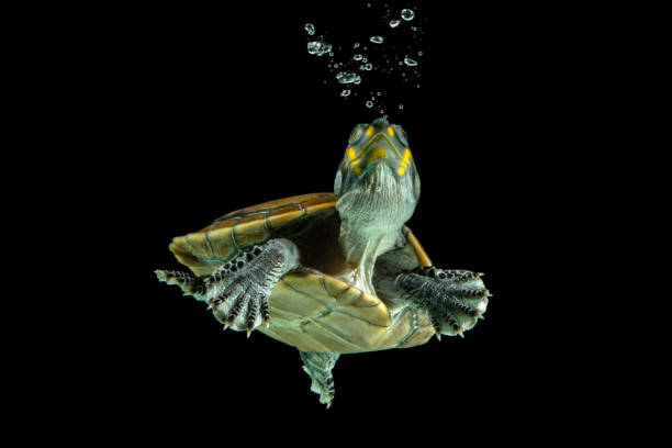 The turtle take a breath from under water