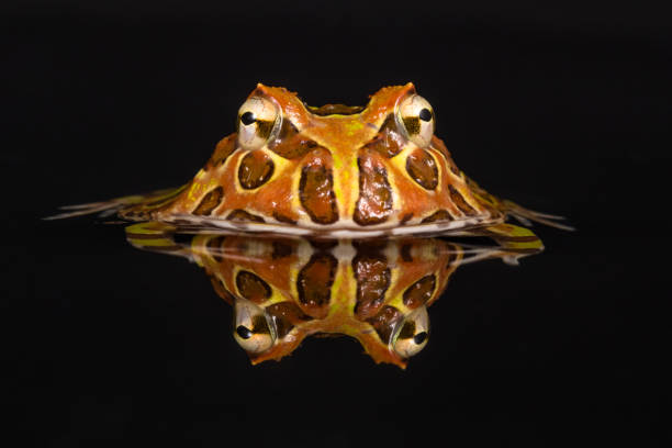 istock The orange pacman Frog appears from the waters with his reflection 1217962051
