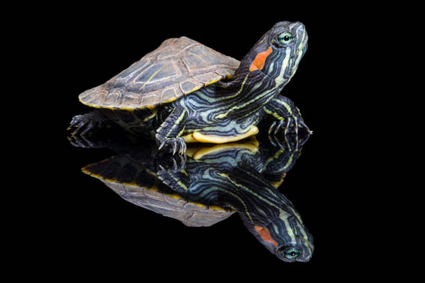 istock Brazilian turtle walking on top of mirror with his reflection 1217962101