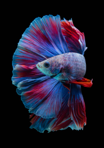 die blauen roten farben der siamesischen betta fische - fish siamese fighting fish multi colored tropical fresh water fish stock-fotos und bilder