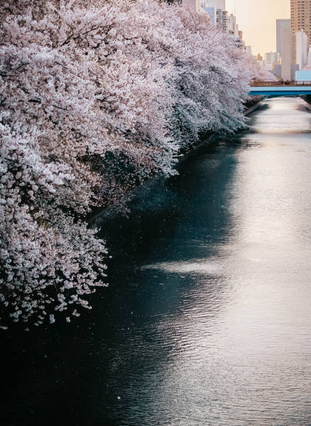 istock Cherry Blossom in Tokyo/Meguro river 1217962426