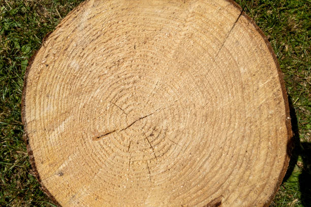 istock Wood texture details, background and texture image. Abstract background 1217962489