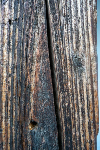 istock Wood texture details, background and texture image. Abstract background 1217962520