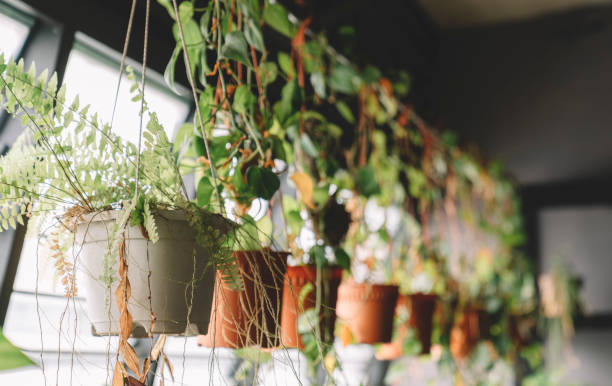 istock gardening place with plants at indoors 1217962566