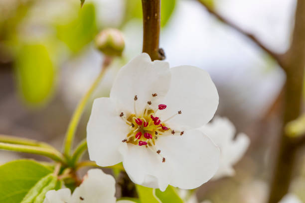 Nature's spring adventure, flowers and colors