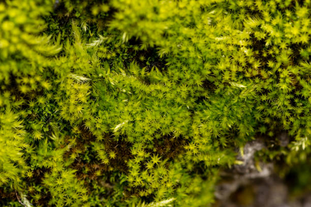 istock Macro of green moss 1217963484