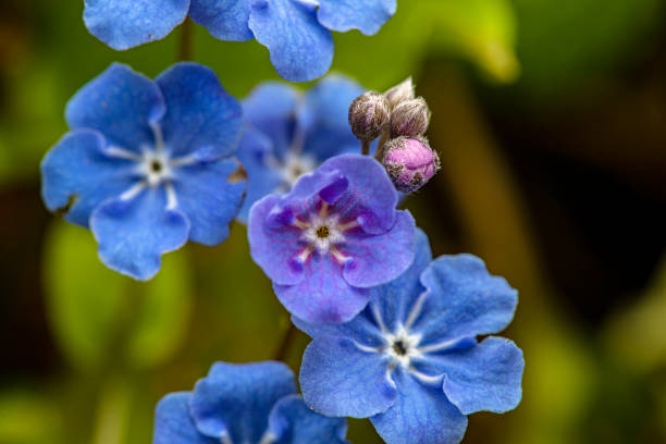 istock Nature's spring adventure, flowers and colors 1217963512
