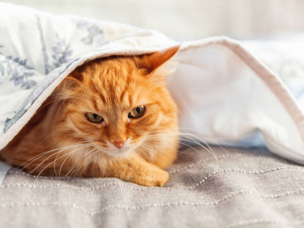istock Cute ginger cat is hiding under blanket. Fluffy pet with disappointed face expression. Cozy home background. 1217963581