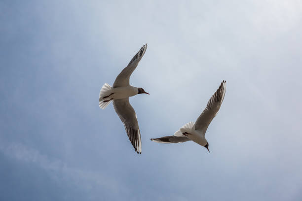 istock Black headed gull on english seaside 1217963773