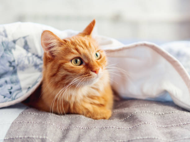 istock Cute ginger cat is hiding under blanket. Fluffy pet with funny face expression. Cozy home background. 1217963915