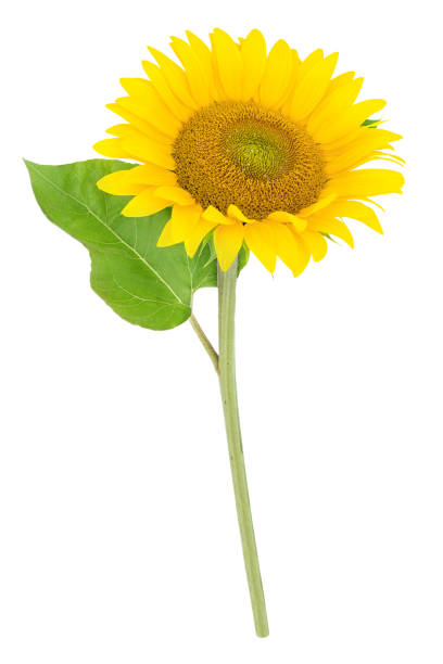 istock One organic fresh Sunflower with a leaf  isolated 1217965248