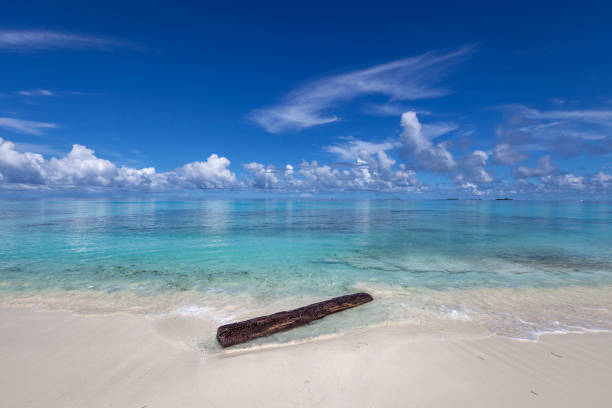 driftwood in turquoise colored water at the white sand beach of dhigurah island, maldives islands, indian ocean.
