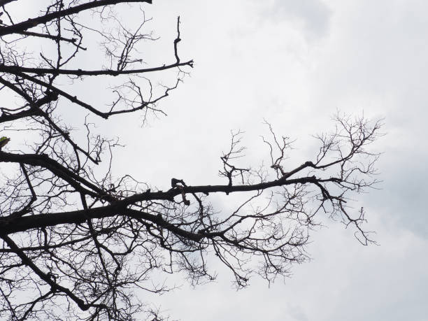 istock Naked branches of a tree against blue sky close up 1217965561