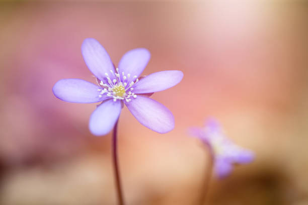 istock Blue spring flowers in the woods. 1217965706