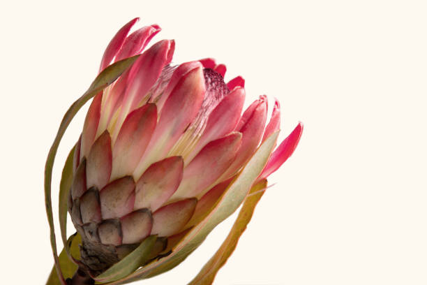 istock Close-up of a protea flower isolated on a white background 1217968653