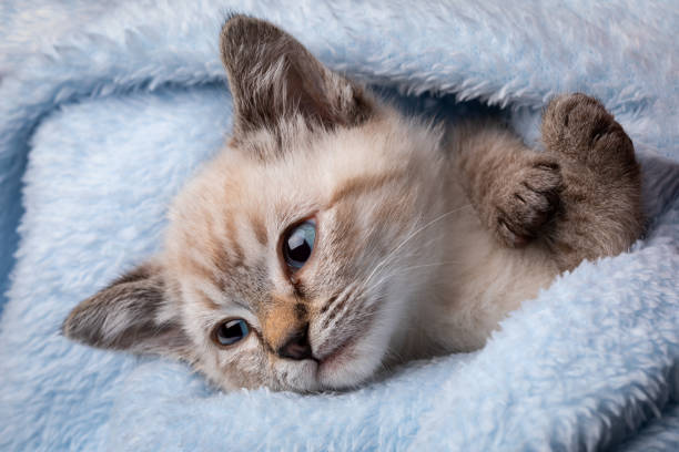 istock Small grey kitten with blue eyes lay on a soth white fluffy blanket 1217969498