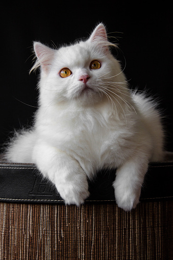 White persian cat sitting in the dark