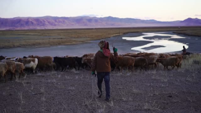 Boy shepherding goats  on pasture in  Mongolia at sunset