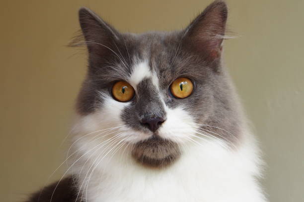 istock A cute face of lovely cat 1217970777