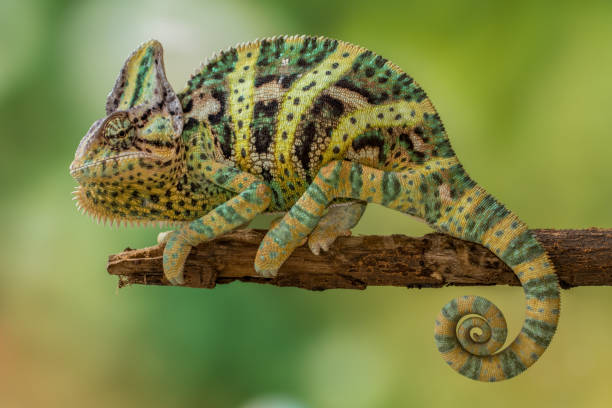 verschleiertes chamäleon steht im ast - chameleon africa rainforest leaf stock-fotos und bilder