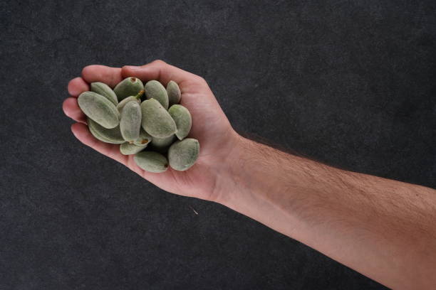 istock Fresh unripe almond 1217971143