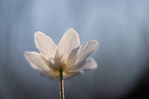 istock First spring flowers. Anemone sylvestris (snowdrop anemone) 1217971349