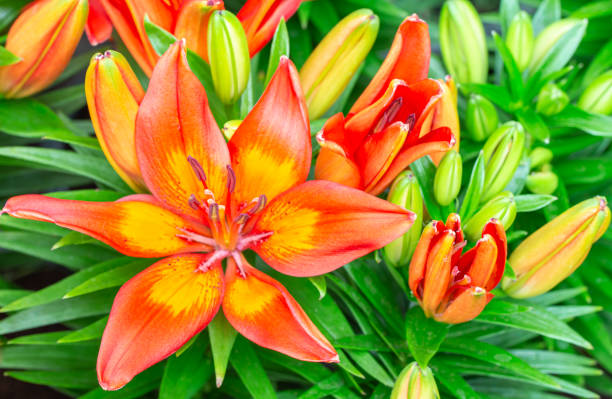 istock Orange Lily flower. 1217972460