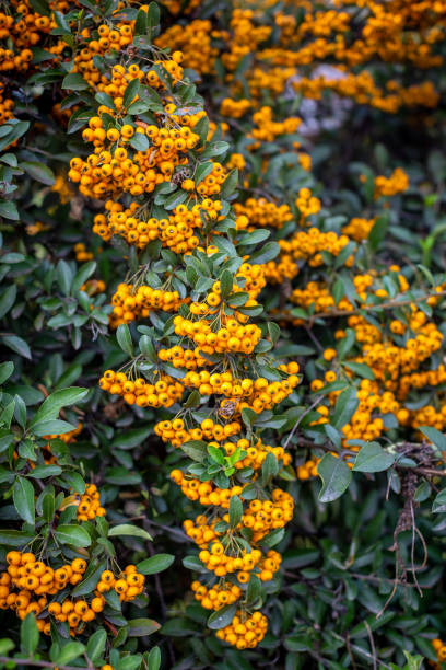 istock Pyracantha branches with yellow ripe berries. Beautiful nature background. Selective focus. Vertical photo 1217974795