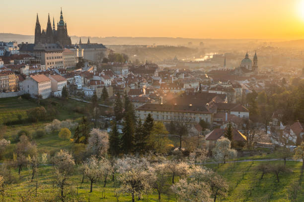 Scenic view of Prague tiled roofs during sunrise in spring. Towers of St Vitus and St. Nicholas church seen from Petrin hill viewpoint. Romantic golden sun glow in morning and blooming trees in a park Scenic view of Prague tiled roofs during sunrise in spring. Towers of St Vitus and St. Nicholas church seen from Petrin hill viewpoint. Romantic golden sun glow in morning and blooming trees in a park st nicholas church prague stock pictures, royalty-free photos & images