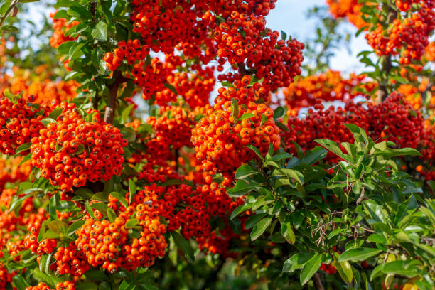 istock Pyracantha branches with bright orange ripe berries. Beautiful nature background 1217975169