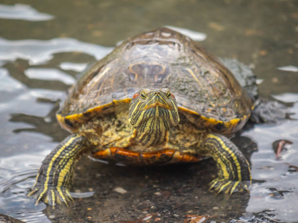 istock painted turtle,Chrysemys picta i 1217976275
