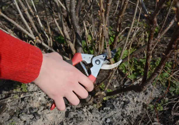 Woman cutting, pruning blackcurrant bush with bypass secateurs.