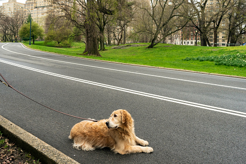 New York, NY, USA - April 8, 2020: An unseen pet owner waits patiently for her dog to keep walking as they walk south on the West Drive of Manhattan's Central Park. Her dog turns to her but keeps waiting for people to pass by and pet him. He is lonely lately, she says, since people in the city are scarce and many are hesitant to pet dogs during the coronavirus pandemic.