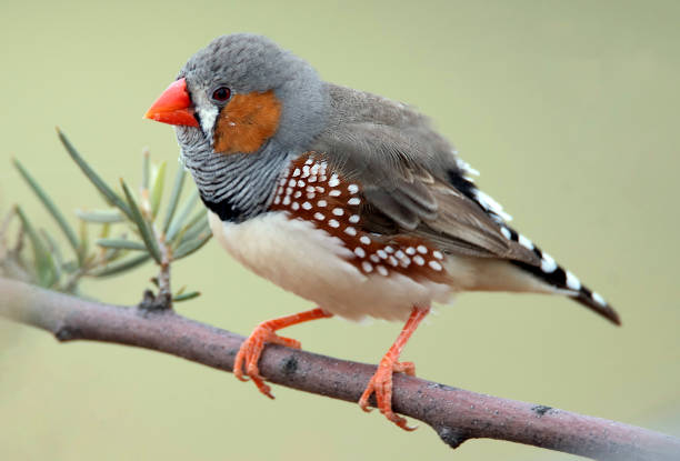 istock Gibber and Tussock Grass Wildlife 1217978823