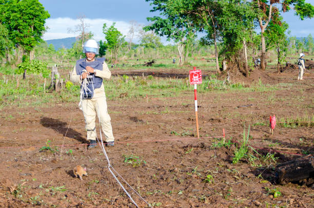 ratas olfateando minas terrestres en camboya - desminaje fotografías e imágenes de stock