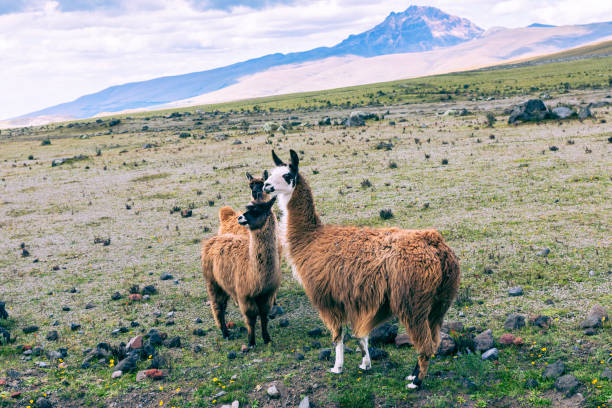 istock Llamas (Alpaca) in Andes Mountains, Ecuador, South America. 1217979103