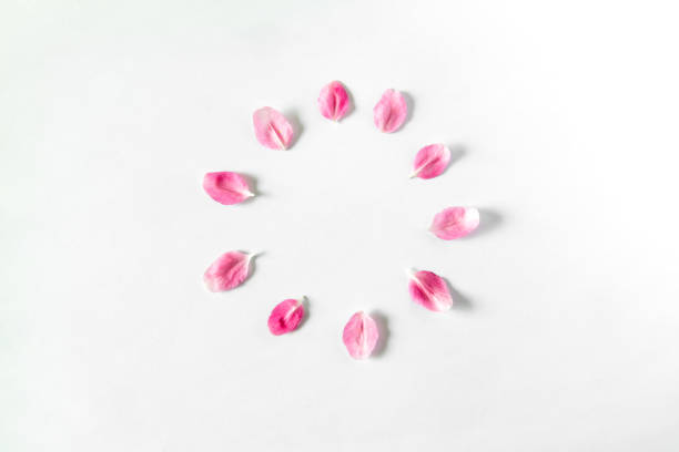 Begonia petals isolated on white background