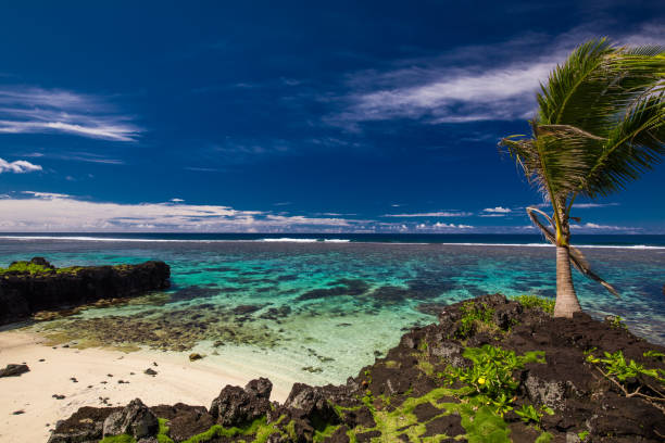 istock Tropical beach on south side of Samoa Island with coconut palm trees 1217979880