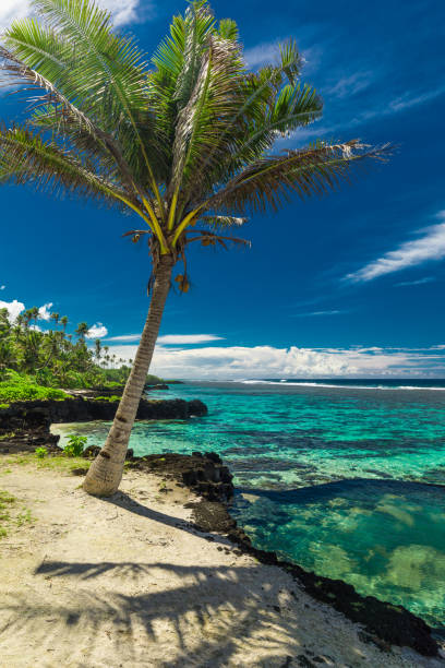 istock Vibrant tropical beach with palm trees, Upolu, Samoa 1217979961
