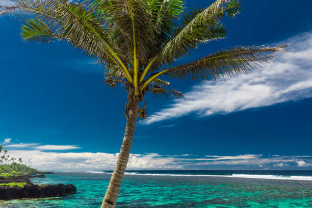istock Tropical beach on south side of Samoa Island with coconut palm trees 1217979986