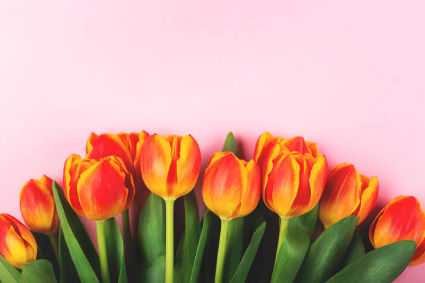 istock Beautiful tulips flowers on pink background. Flat lay. 1217980695