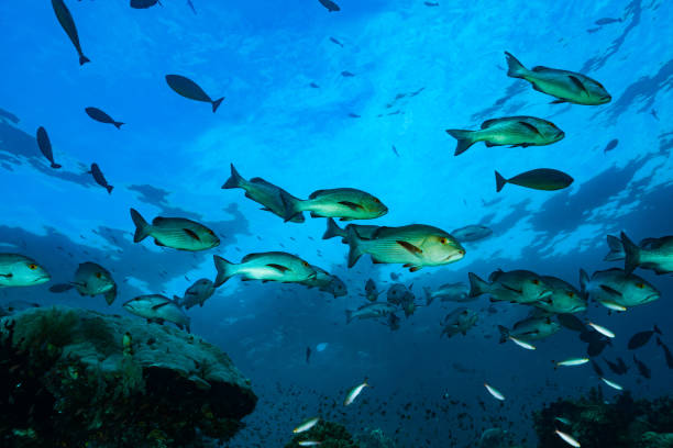 Red Snappers Lutjanus bohar at Shallow Coral Reef, Raja Ampat, Indonesia A school of Red Snappers Lutjanus bohar, in the background some Sleek Unicornfishes Naso hexacanthus and in the foreground Banana Fusiliers Pterocaesio pisang. Lutjanus bohar occurs in the tropical Indopacific and is more common around oceanic islands than in continental areas. The reef-associated species enters brackish and even freshwater areas, usually 10-70m, the depth range is 4-180m, the max. length 90cm, common 76cm. L. bohar mainly feeds on fishes, is preyed on by reef sharks and is a target of fishery, an important commercial fish in many areas. Hump coral Porites lutea at the left. A reef east of Kri Island, Raja Ampat, Indonesia, 0°32'46.41" S 130°41'58.89" E at 10m depth unicorn fish stock pictures, royalty-free photos & images