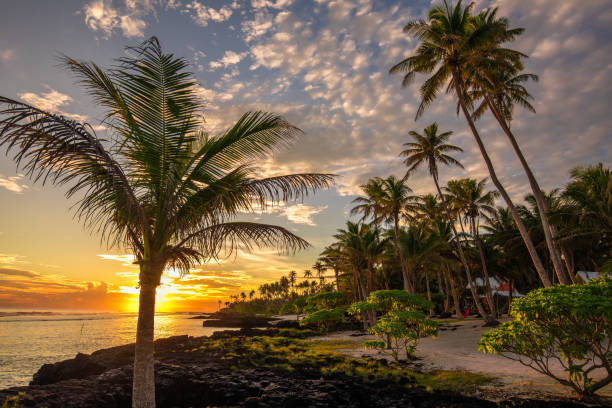 istock Coconut palm trees on the beach during the sunrise on Upolu, Samoa 1217982561