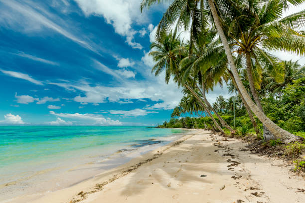 istock Tropical beach on south side of Samoa Island with coconut palm trees 1217982933