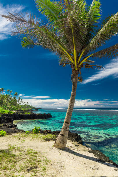 istock Tropical beach on south side of Samoa Island with coconut palm trees 1217983165