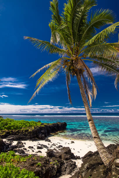istock Tropical beach on south side of Samoa Island with coconut palm trees 1217983395