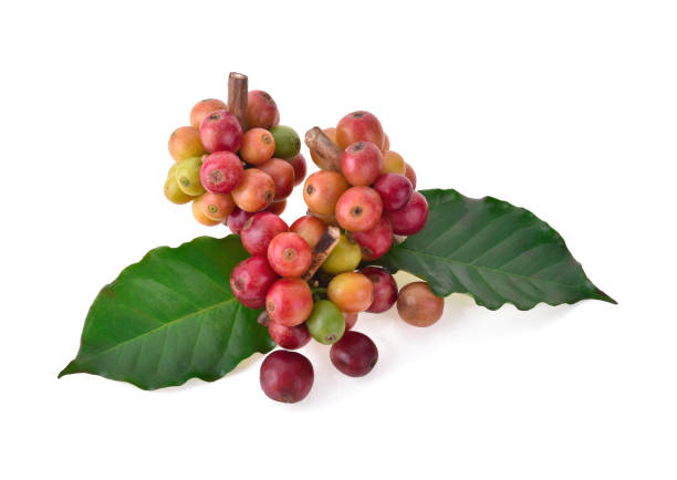 istock fresh coffee beans isolated on white background 1217983514