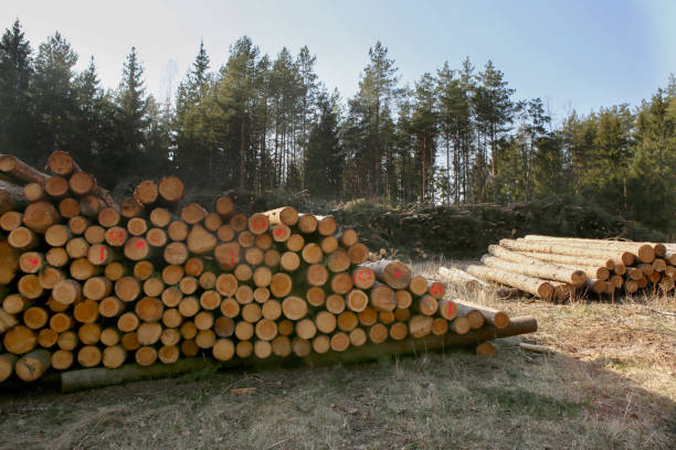 istock Pile of  cut tree logs in the forest. 1217984282