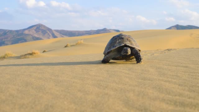 turtle crawling in the desert